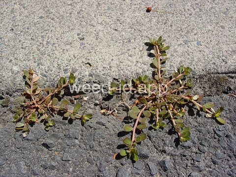 purslane, common